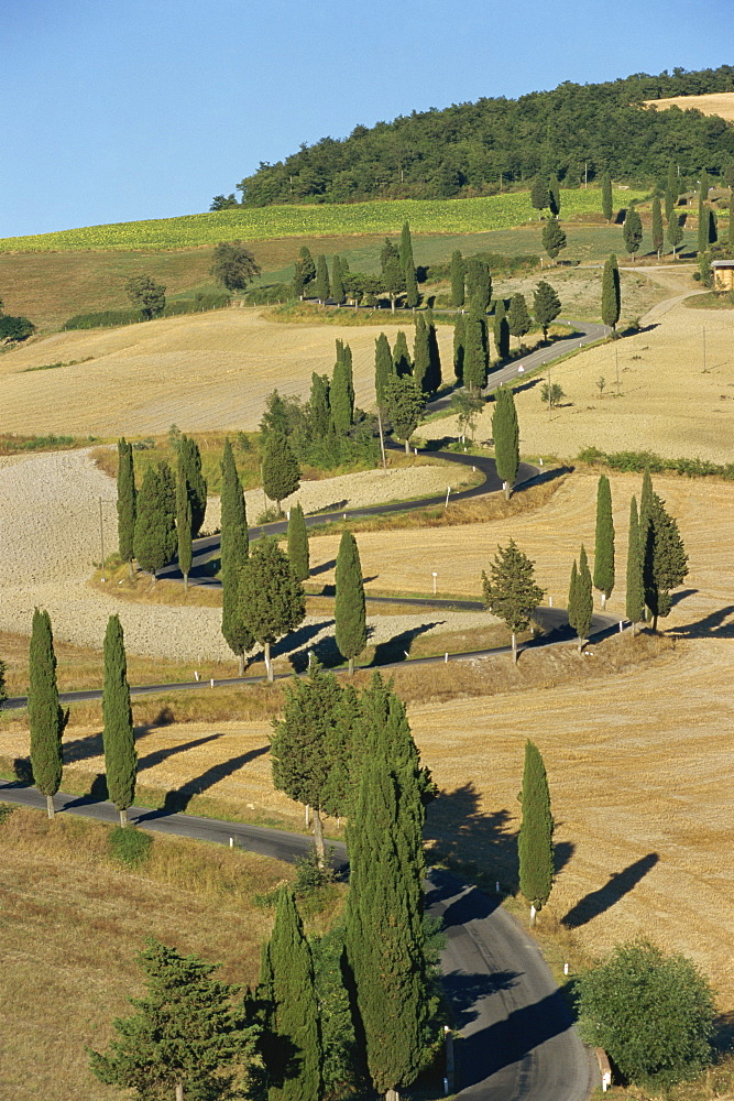 Cypress trees line a winding rural road near Pienza in Tuscany, Italy, Europe