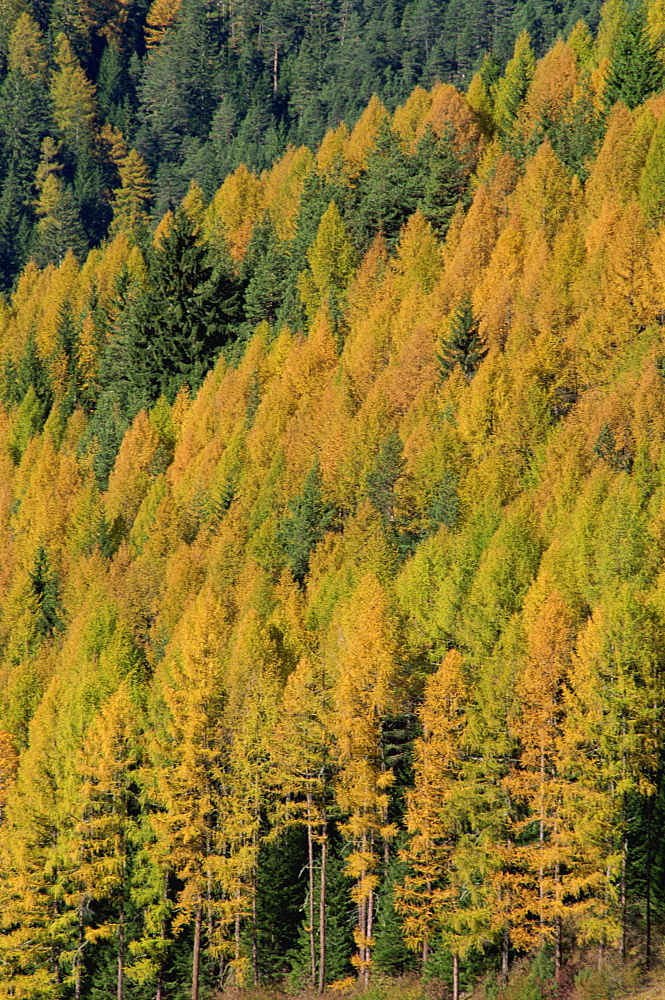 Trees in autumn colours in the Dolomites in Trentino Alto Adige, Italy, Europe