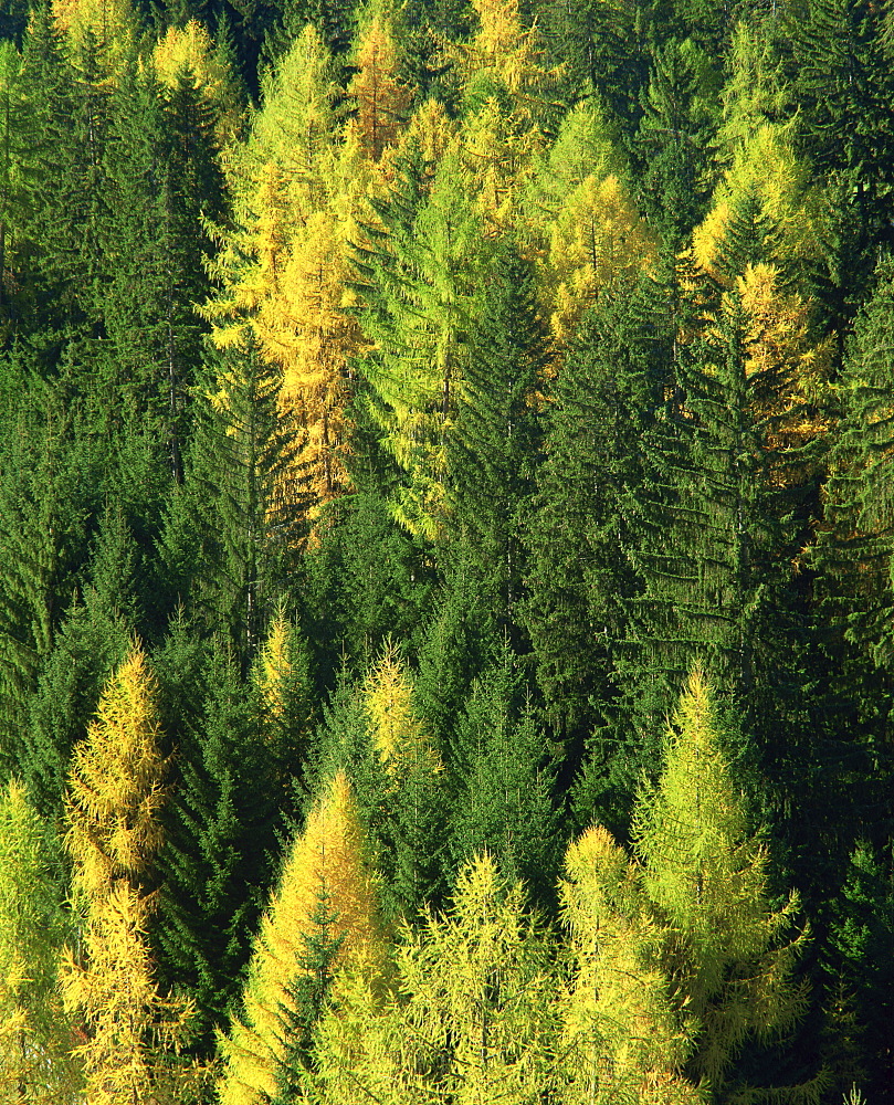 Green and gold autumn colours in the Dolomites, Trentino-Alto Adige, Italy, Europe