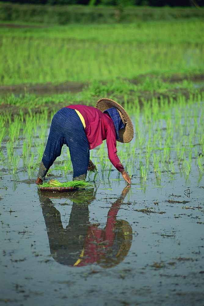 Woman planting out rice in a paddy field, Bali, Indonesia, Southeast Asia, Asia