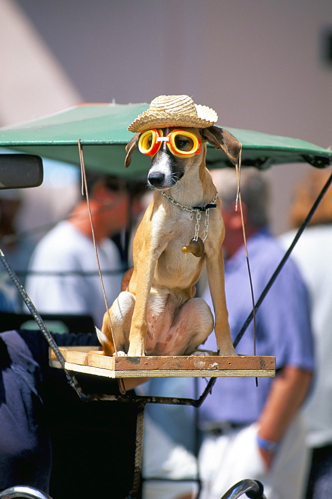 Dog in goggles, Havana, Cuba, West Indies, Central America