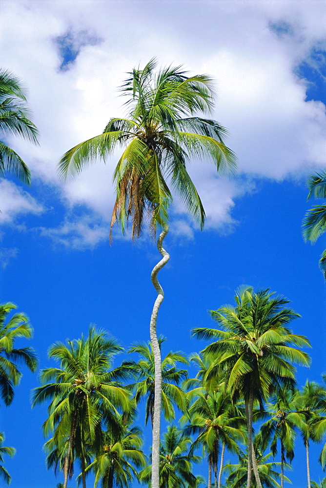 Twisted palm tree, Zanzibar, Tanzania