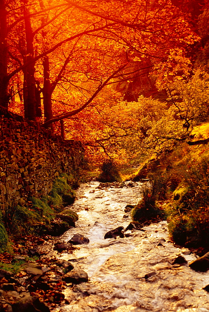 Fall foliage and running stream, Grindsbrook Edale, Peak District, Derbyshire, England, UK 