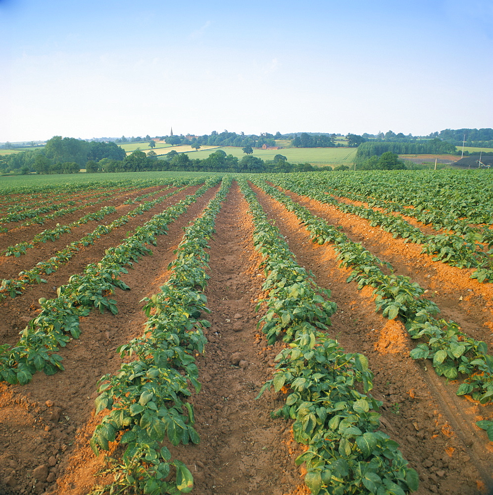 Field of potatoes, growing on sandstone soil, Warwickshire, England, United Kingdom, Europe