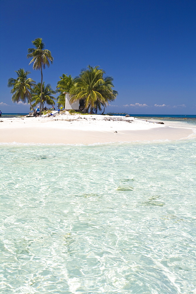 Palm trees on beach, Silk Caye, Belize, Central America