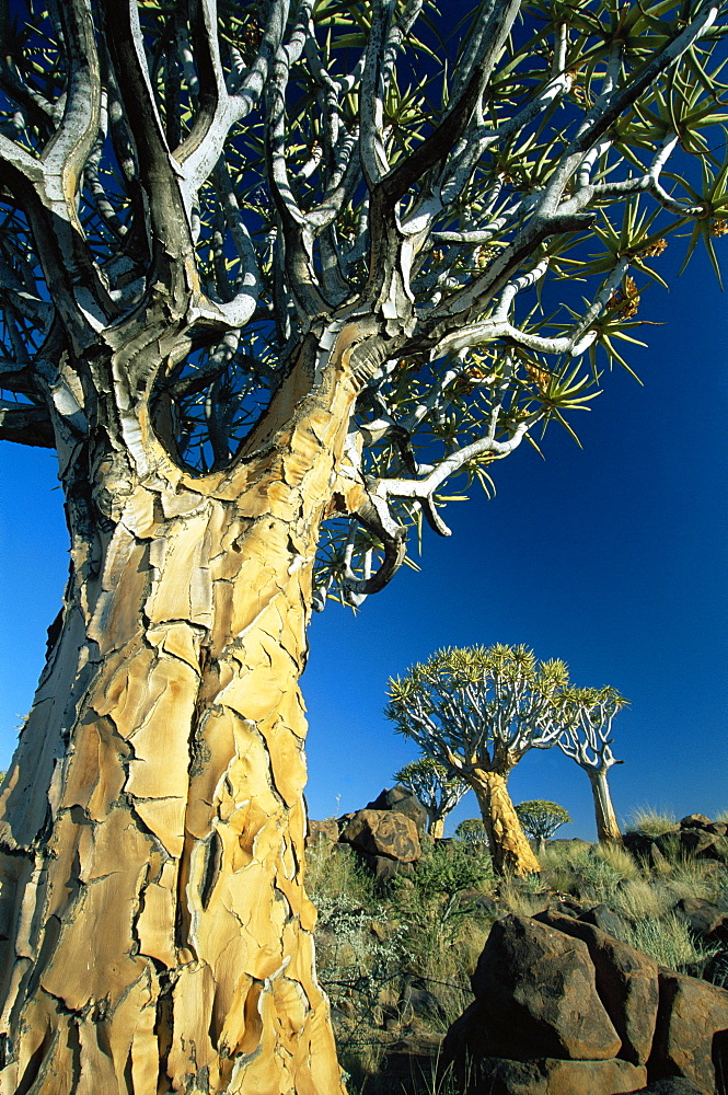 Quivertrees (Kokerbooms) in the Quivertree Forest (Kokerboowoud), near Keetmanshoop, Namibia, Africa 