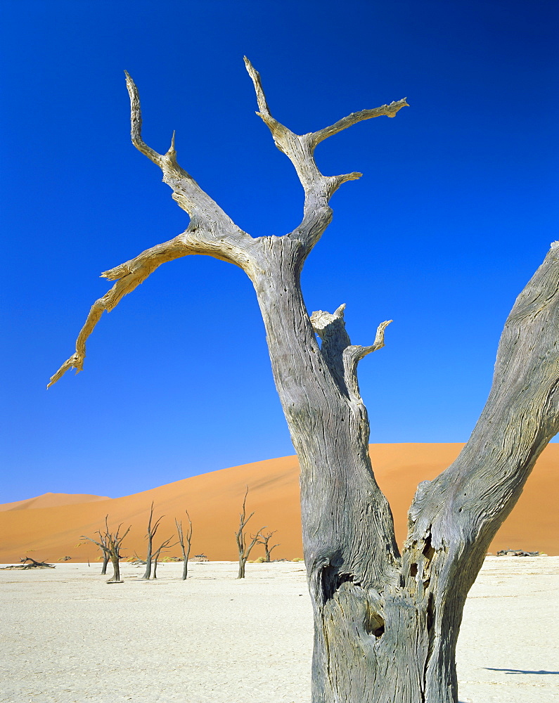 Dead trees and sun-baked pan, Dead Vlei, Namib Naukluft Park, Namibia