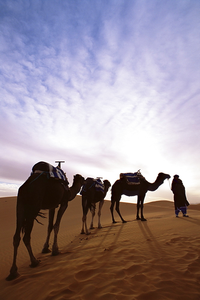 Berber camel leader with three camels in Erg Chebbi sand sea, Sahara Desert, near Merzouga, Morocco, North Africa, Africa