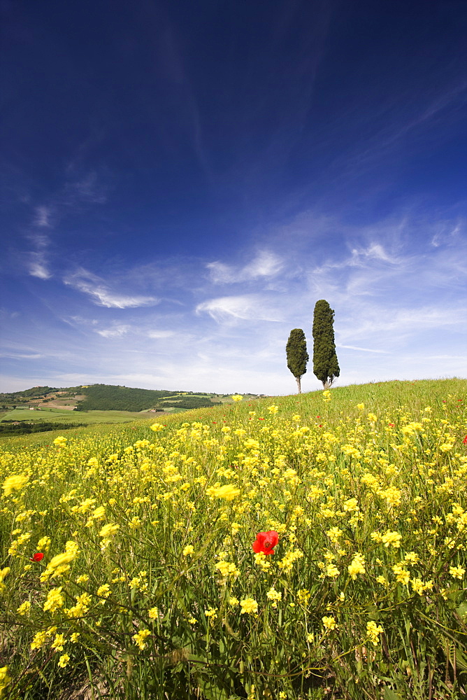 Field of poppies and oil seed with two cypress trees on brow of hill, near Pienza, Tuscany, Italy, Europe