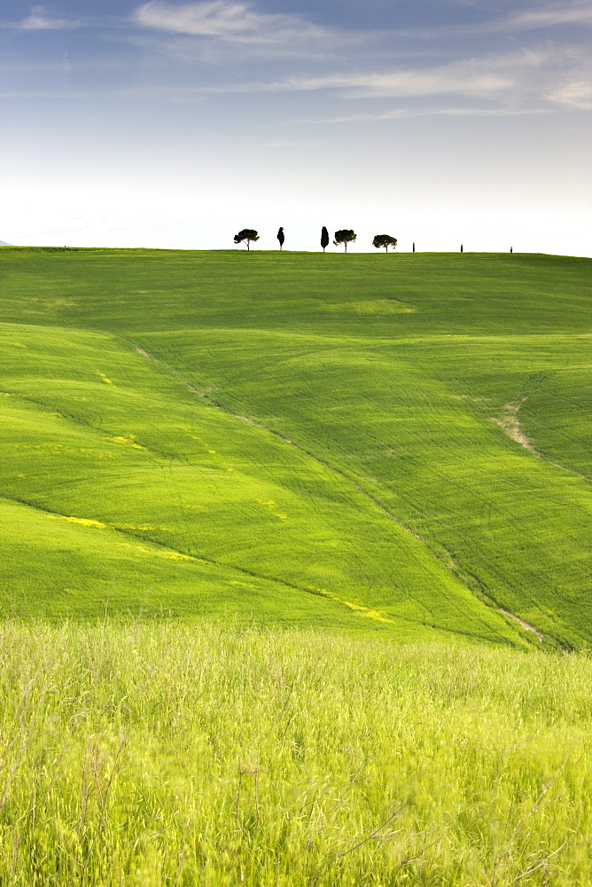 Trees on ridge above field of cereal crops, near San Quirico d'Orcia, Tuscany, Italy, Europe