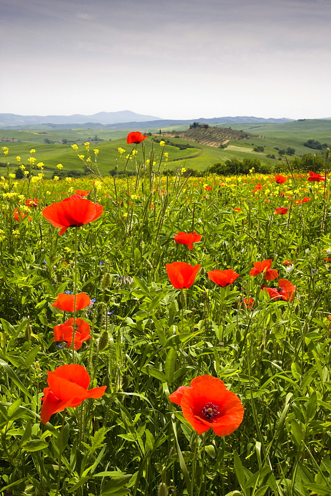 Poppy field and rolling countryside near Pienza, Tuscany, Italy, Europe