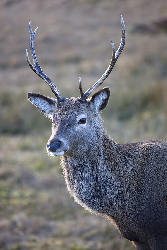 Red deer stag, Rannoch Moor, near Fort William, Highland, Scotland, United Kingdom, Europe