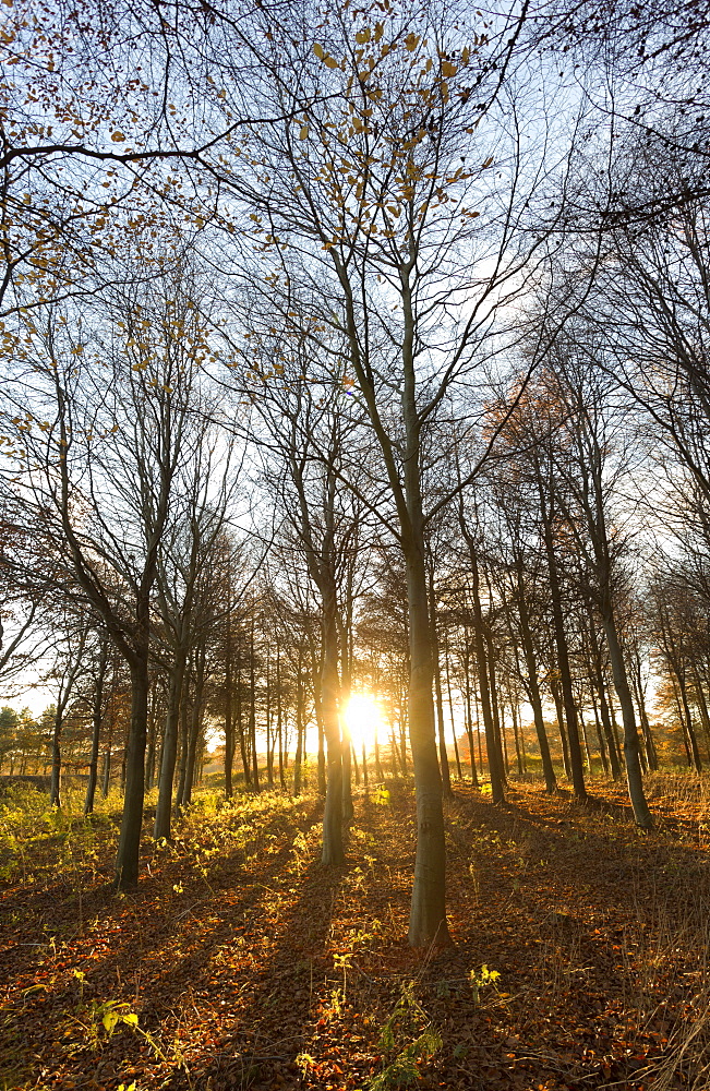 Late afternoon winter sunlight shining through trees in woodland at Longhoughton, near Alnwick, Northumberland, England, United Kingdom, Europe