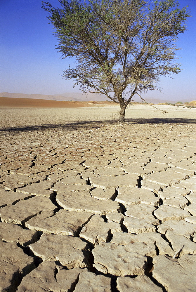 Dried and cracked mud in Sossusvlei pan, Sossusvlei, Namibia, Africa