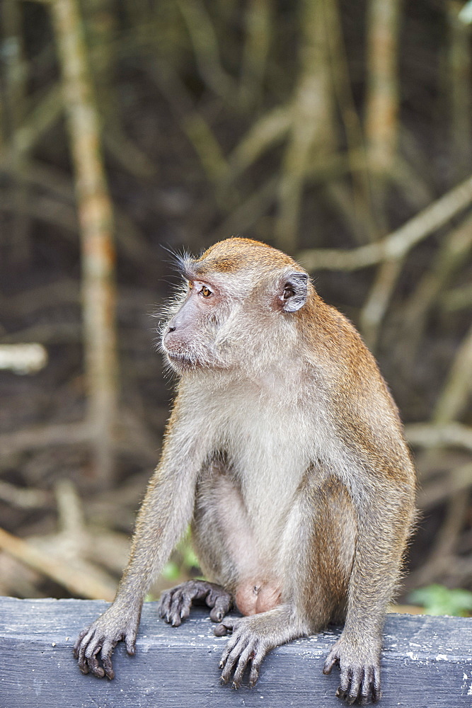 Long-tailed macaque on roadside in a mangrove forest, Langkawi, Malaysia, Southeast Asia, Asia