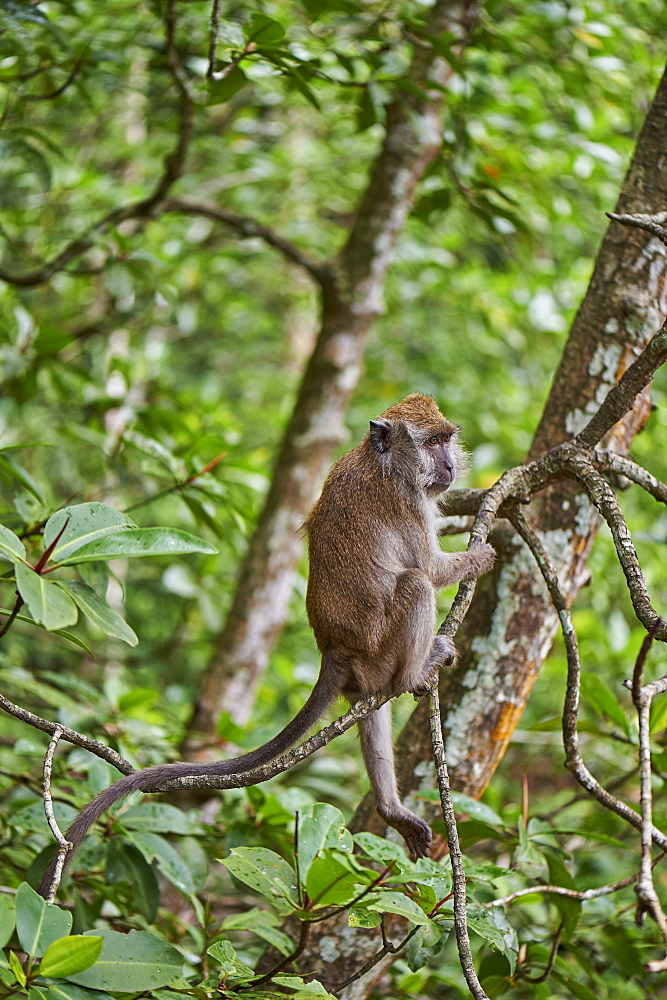 Long-tailed macaque in a mangrove forest, Langkawi, Malaysia, Southeast Asia, Asia