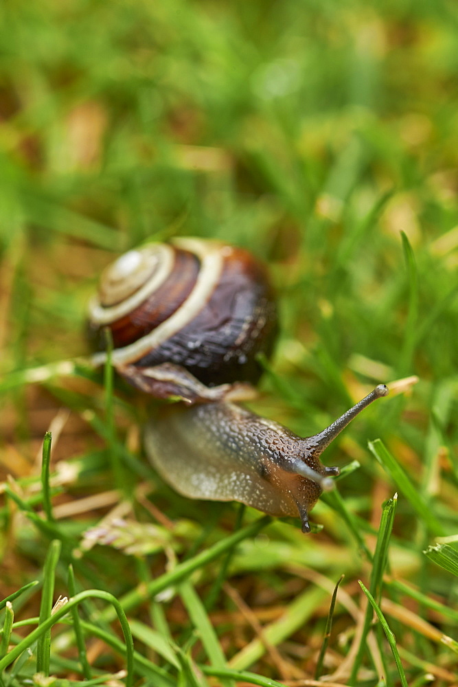 A white-lipped snail on grass in a garden in Oxfordshire, England, United Kingdom, Europe