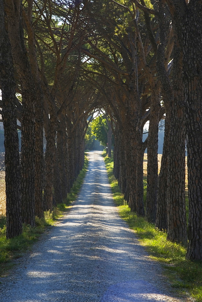 Avenue of trees, Chiusi, Umbria, Italy, Europe