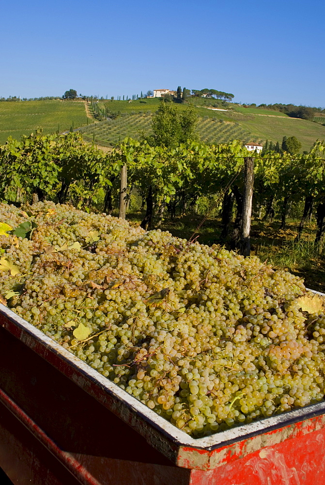 Vineyards at Lucignano, Tuscany, Italy, Europe