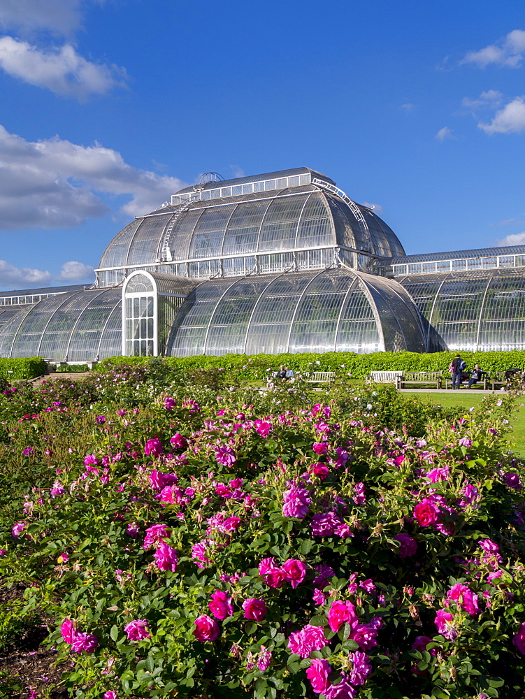 Palm House in Kew Gardens in summer, Royal Botanic Gardens, UNESCO World Heritage Site, Kew, Greater London, England, United Kingdom, Europe