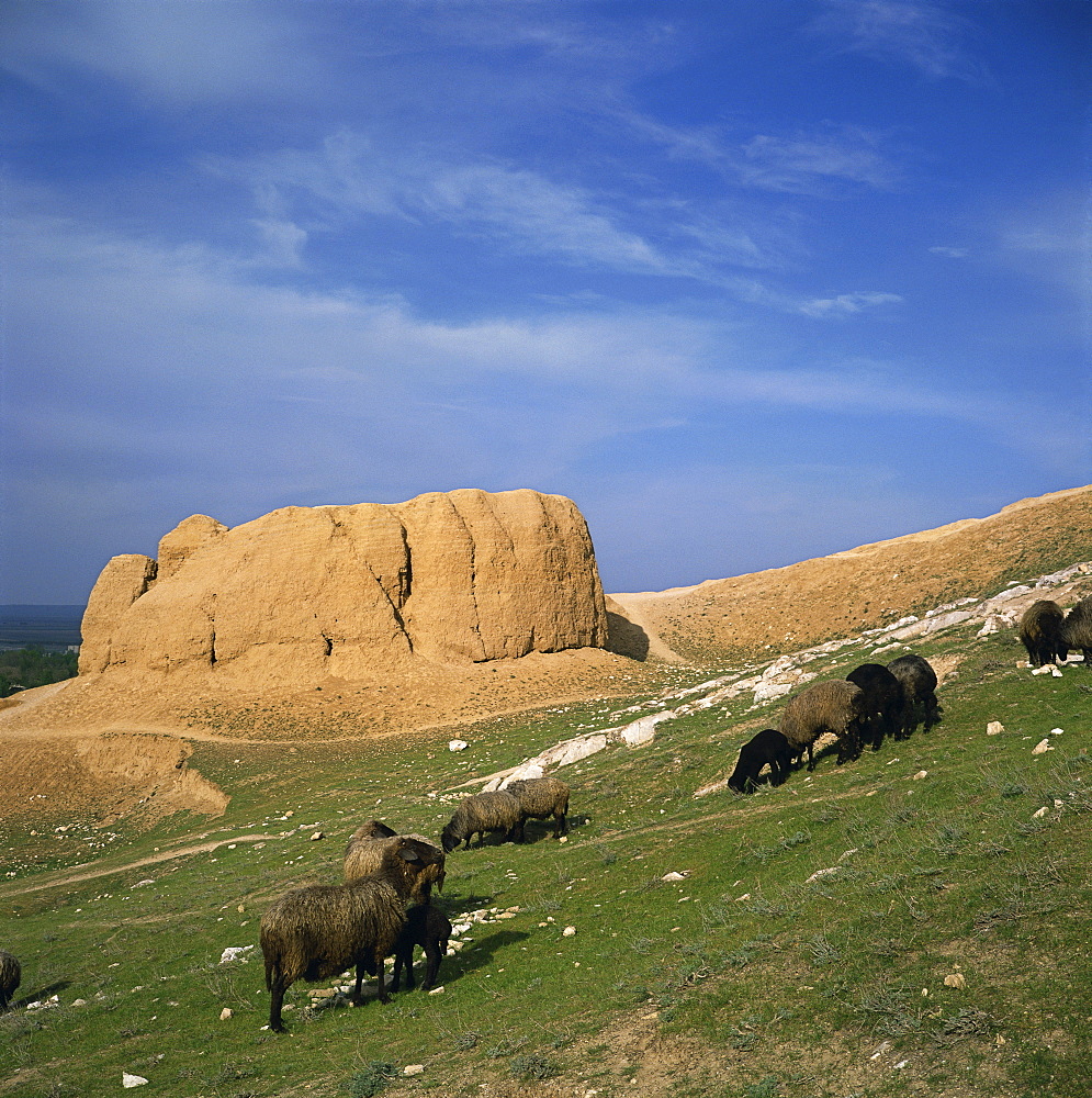 Sheep in front of the 4th century BC Alexander the Great fort at Nyrato, Uzbekistan, Central Asia, Asia