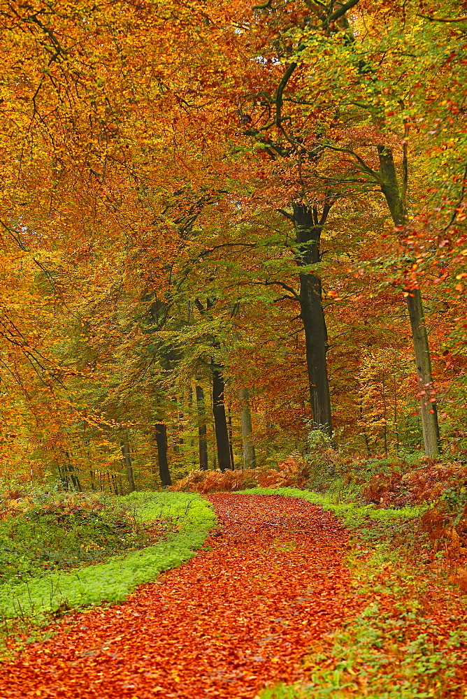 Autumnal forest near Kastel-Staadt, Rhineland-Palatinate, Germany, Europe