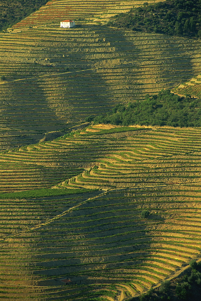 Terraced vineyards near Pinhao, Douro Valley, Portugal, Europe