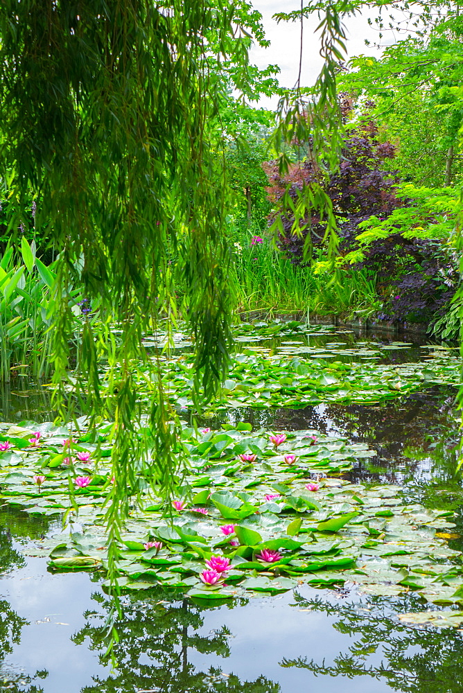 Weeping willow and waterlilies, Monet's Garden, Giverny, Normandy, France, Europe