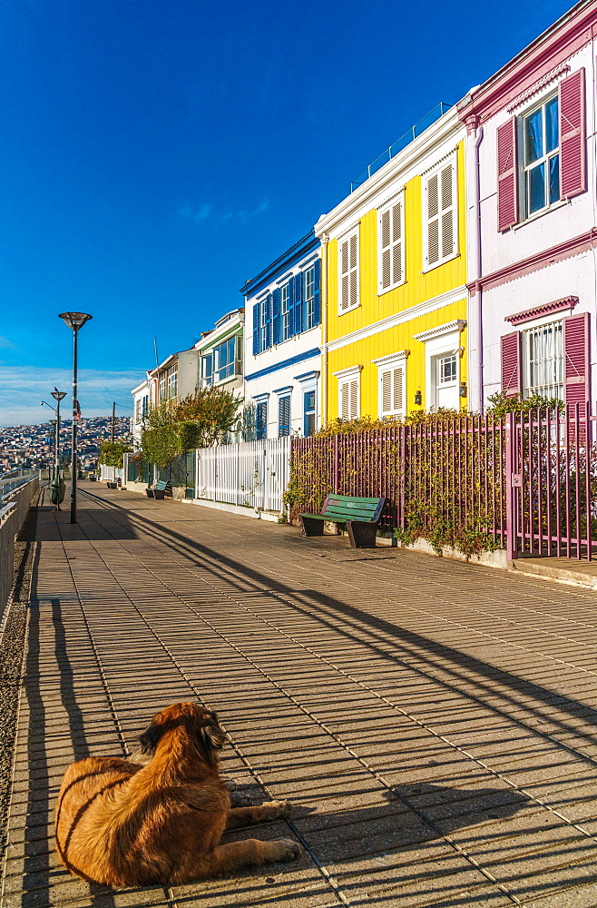 Brightly coloured clapboard houses on Paseo Atkinson with dog in foreground, Valparaiso, UNESCO World Heritage Site, Chile, South America