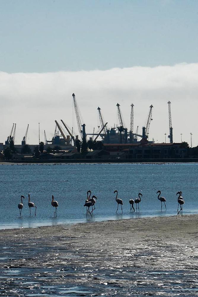 Great Flamingos at the water's edge with the cranes of the port in the background, the Wetlands, Walvis Bay, Namibia, Africa