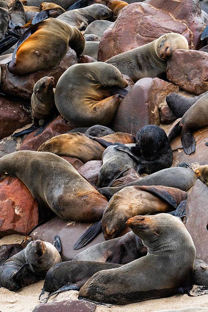 Seals slumber at one of world's largest colonies of Cape Fur Seals (Arctocephalus pusillus), Atlantic Coast, Cape Cross, Namibia, Africa