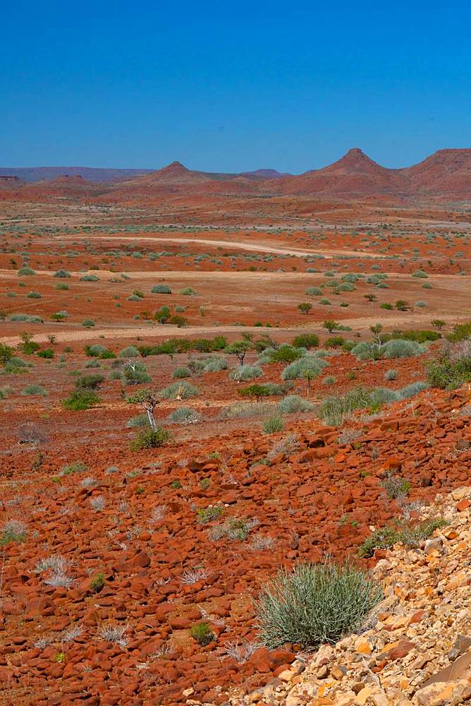 Red rocky landscape punctuated by thorn trees and bushes, north of Palmwag, Namibia, Africa