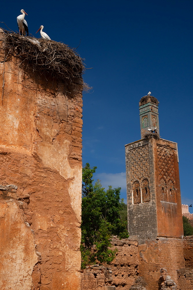 Islamic ruins of Chellah Necropolis, with storks nesting on ruined minaret and neighbouring Mosque of Abu Youssef, UNESCO World Heritage Site, Rabat, Morocco, North Africa, Africa