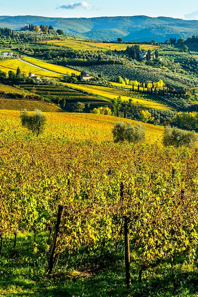 View of valley of Panzano in Chianti, patterned lines of vineyards, cypresses and olive trees with farmhouses, Tuscany, Italy, Europe