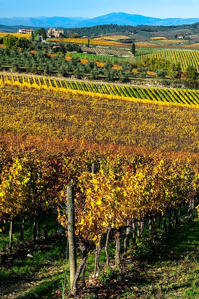 Vineyards in Autumnal colours against a dramatic sky with olive trees behind, Greve in Chianti, Tuscany, Italy, Europe