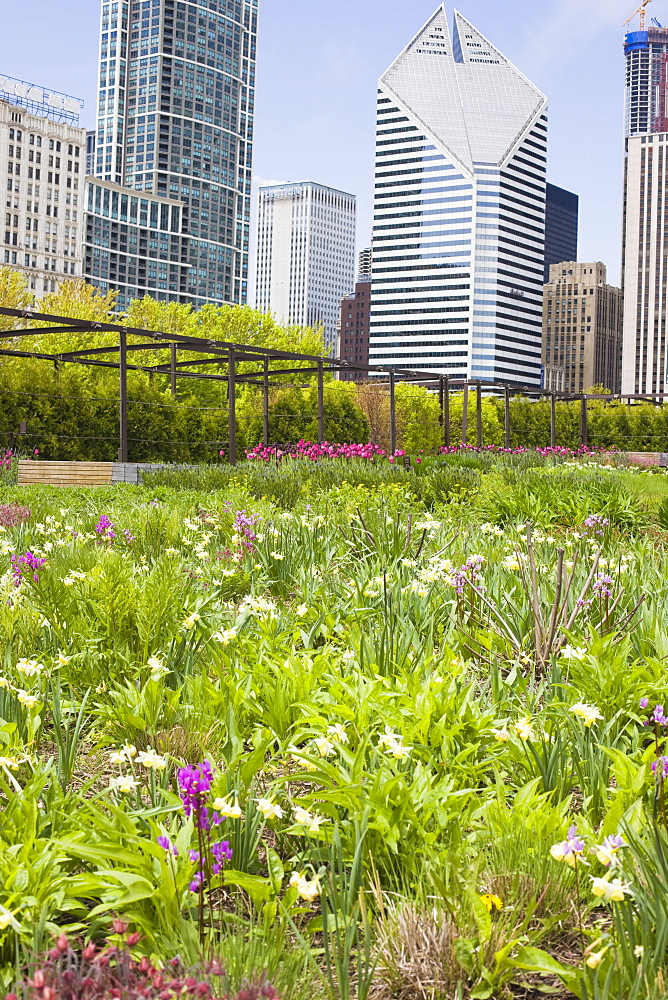 The Lurie Garden, Millennium Park, Chicago, Illinois, United States of America, North America