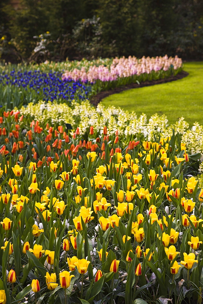 Tulip flower borders, Keukenhof, park and gardens near Amsterdam, Netherlands, Europe