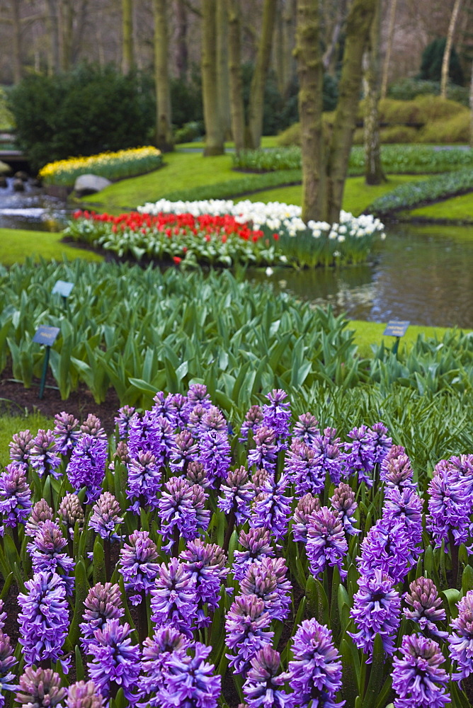 Lilac hyacinths, Keukenhof, park and gardens near Amsterdam, Netherlands, Europe