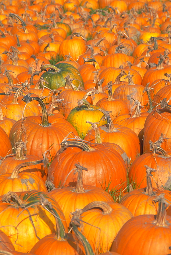 Pumpkins for sale, Vermont farm, Vermont, New England, USA, North America