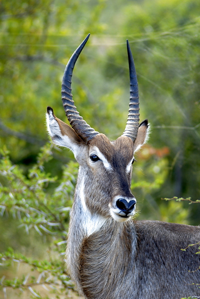 Male DeFassa Waterbuck (Kobus ellipsiprymnus dafassa), Kruger National Park, South Africa, Africa