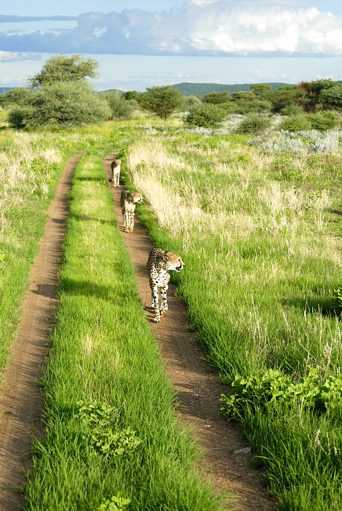 Three cheetahs along path in Etosha National Park, Namibia, Africa