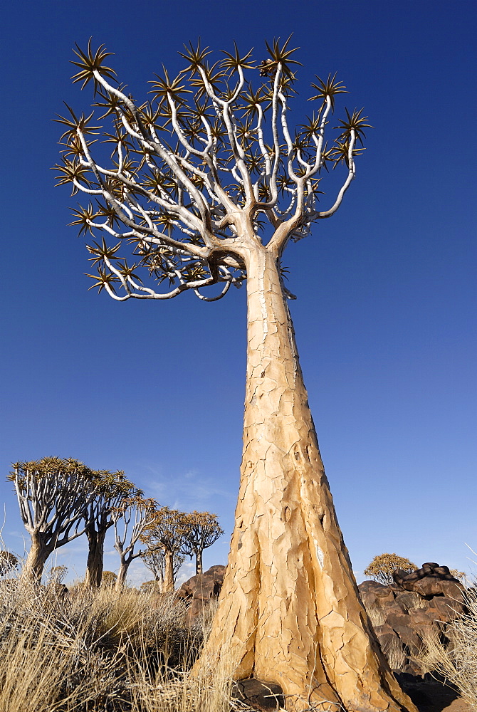 Quiver tree, Keetmanshoop, Namibia, Africa