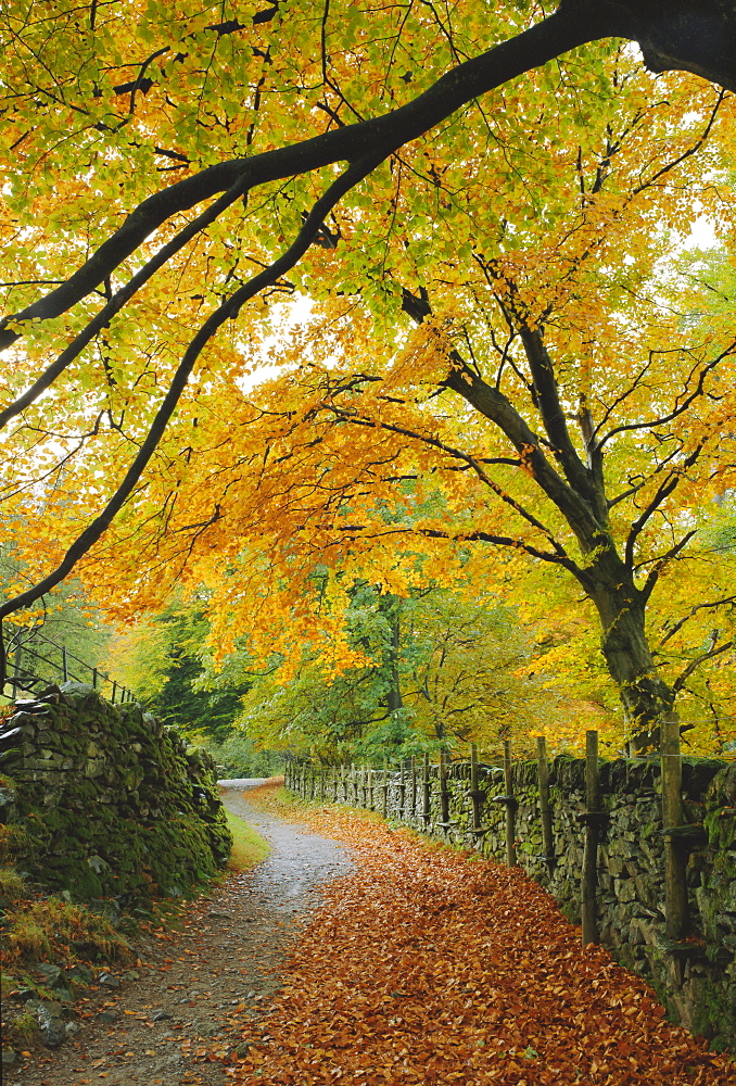 Autumn colours near Grasmere, Lake District National Park, Cumbria, England, UK