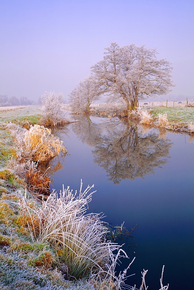 Hoar Frost, River Wey, Send, Surrey, England