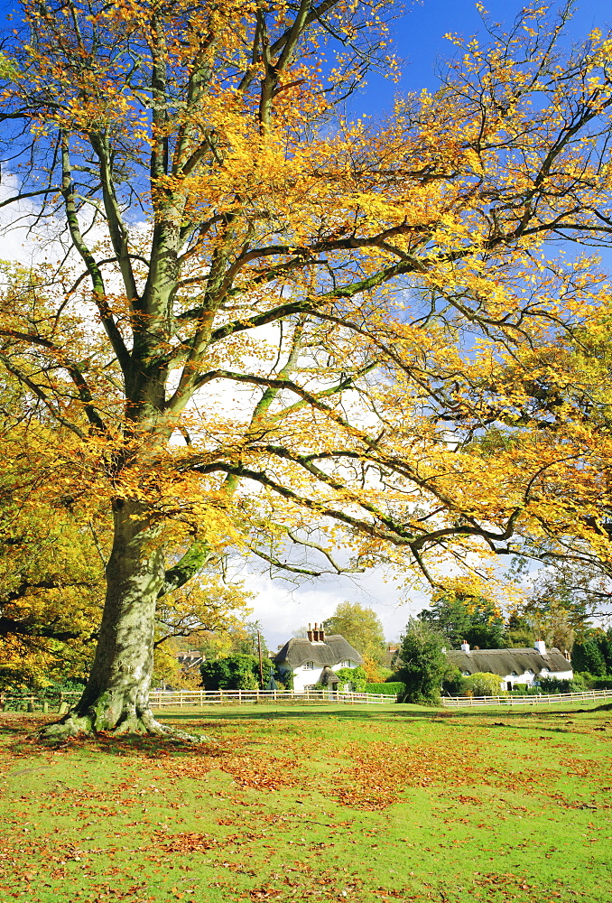 Cottages, Lyndhurst, New Forest, Hampshire, England, UK