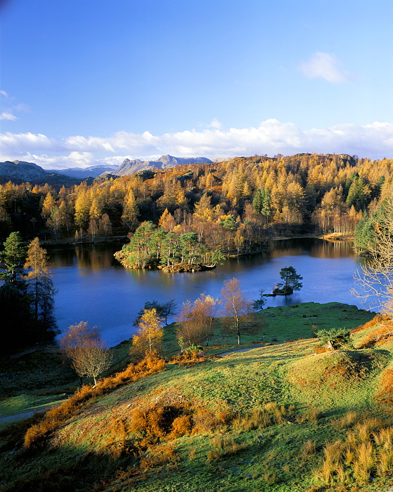 Tarn Hows, Lake District National Park, Cumbria, England, United Kingdom, Europe