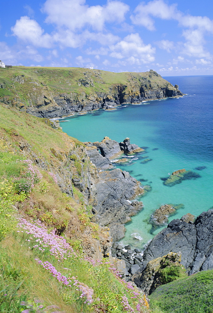 Thrift flowering on the cliffs, The Lizard, Cornwall, England, UK