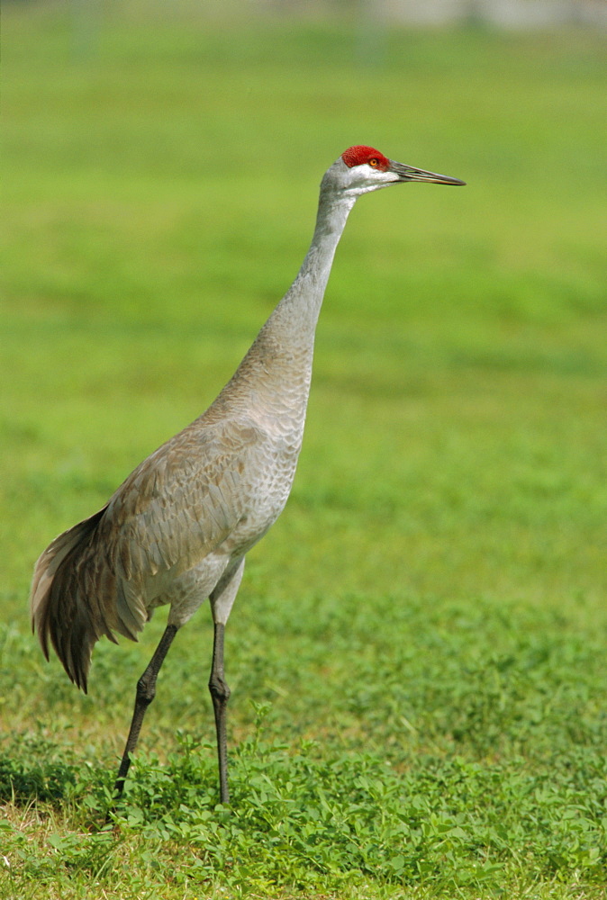 A sandhill crane, South Florida, USA