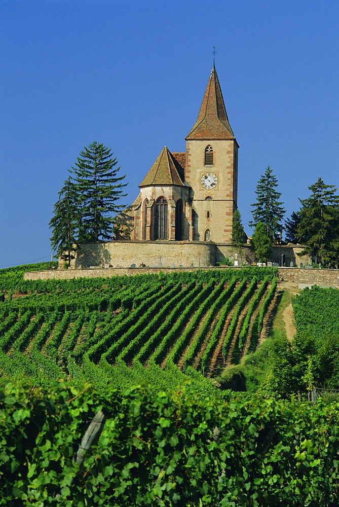 Church and vineyards, Hunawihr, Alsace, France, Europe