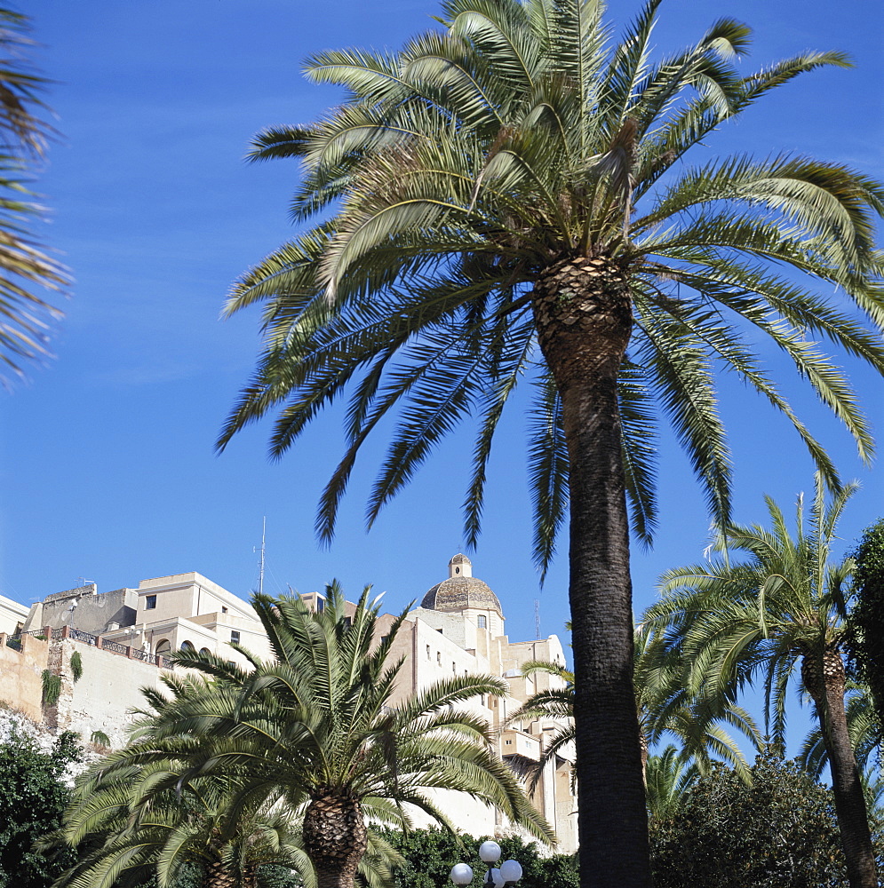 Italy, Sardinia, Cagliari, palm tree by town